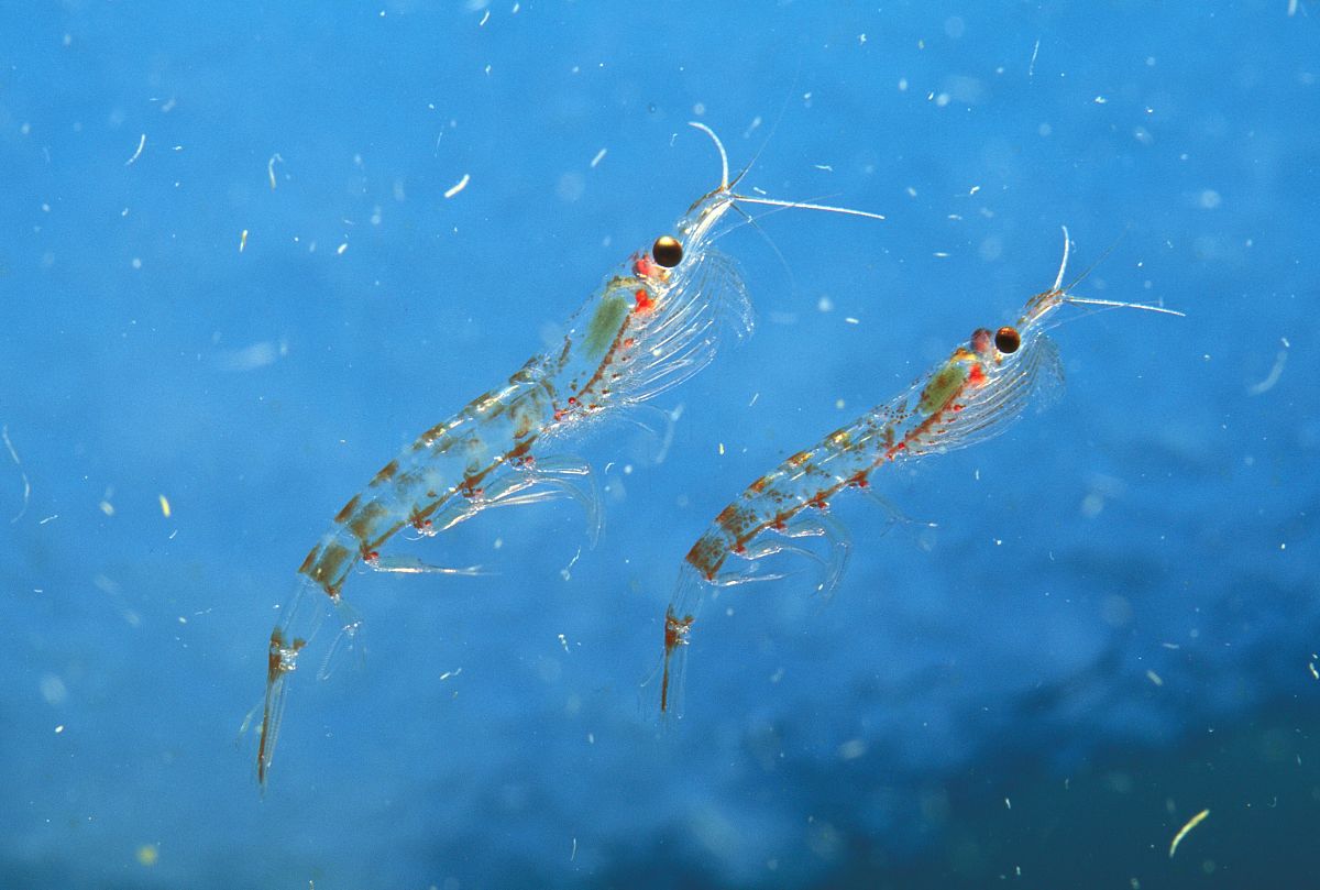  p>南极磷虾(学名: i>euphausia superba /i>)是磷虾科,磷虾属虾类.