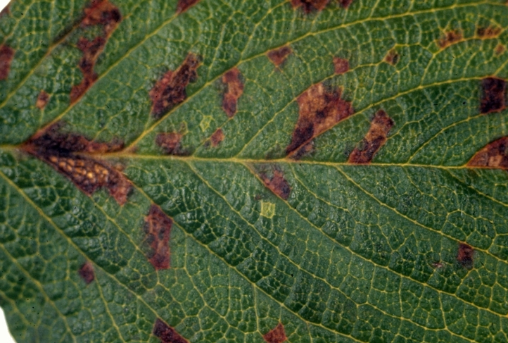 枇杷胡麻色斑点病