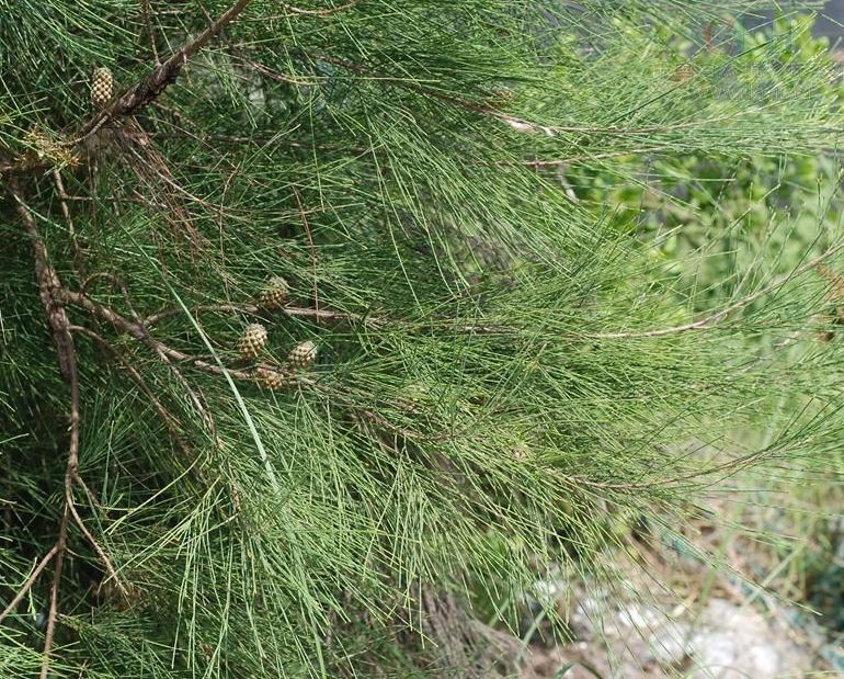 粗枝木麻黄家系-龙76-15