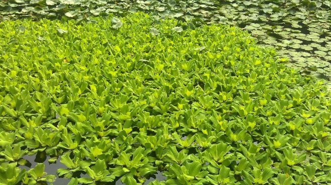 大薸 种在水中的大白菜 百科ta说