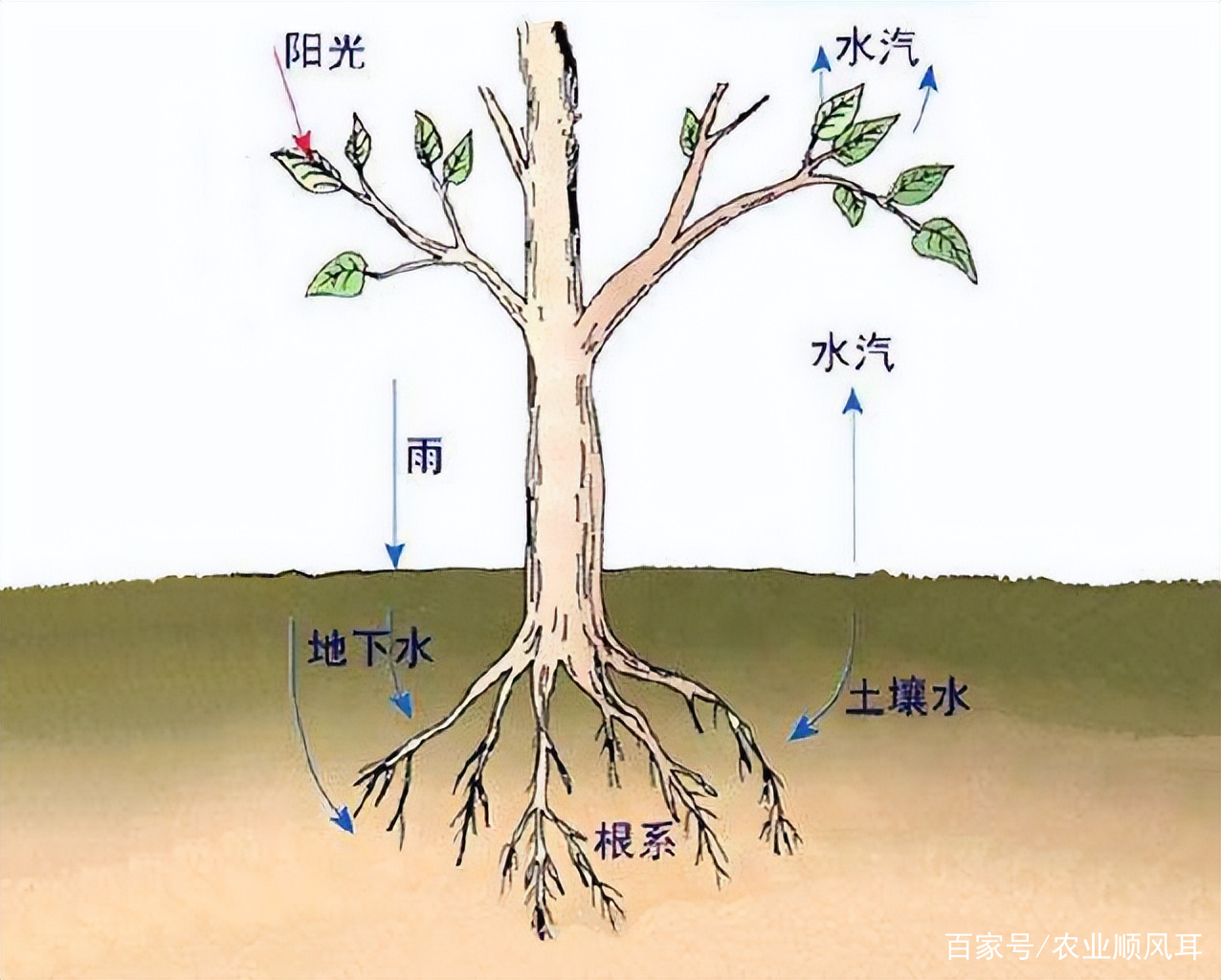 水生植物、陆生植物、中生植物、旱生植物的水分特性_百科TA说