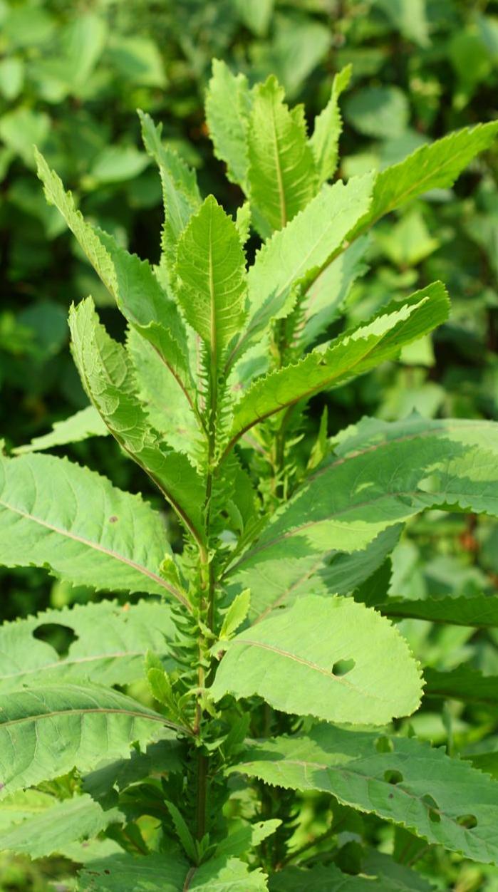  p data-id="taefz8bjvcjj">翼齿六棱菊,是菊科六棱菊属的多年生草本