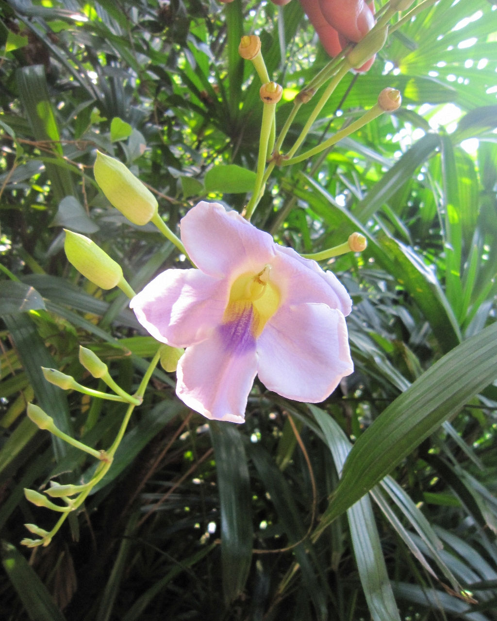 老鸦嘴(老鹳草治疗面瘫)