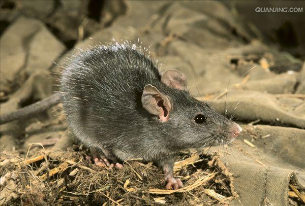 p>褐家鼠(学名 i>: /i> i>rattus norvegicus /i>),也称为褐鼠,大家鼠