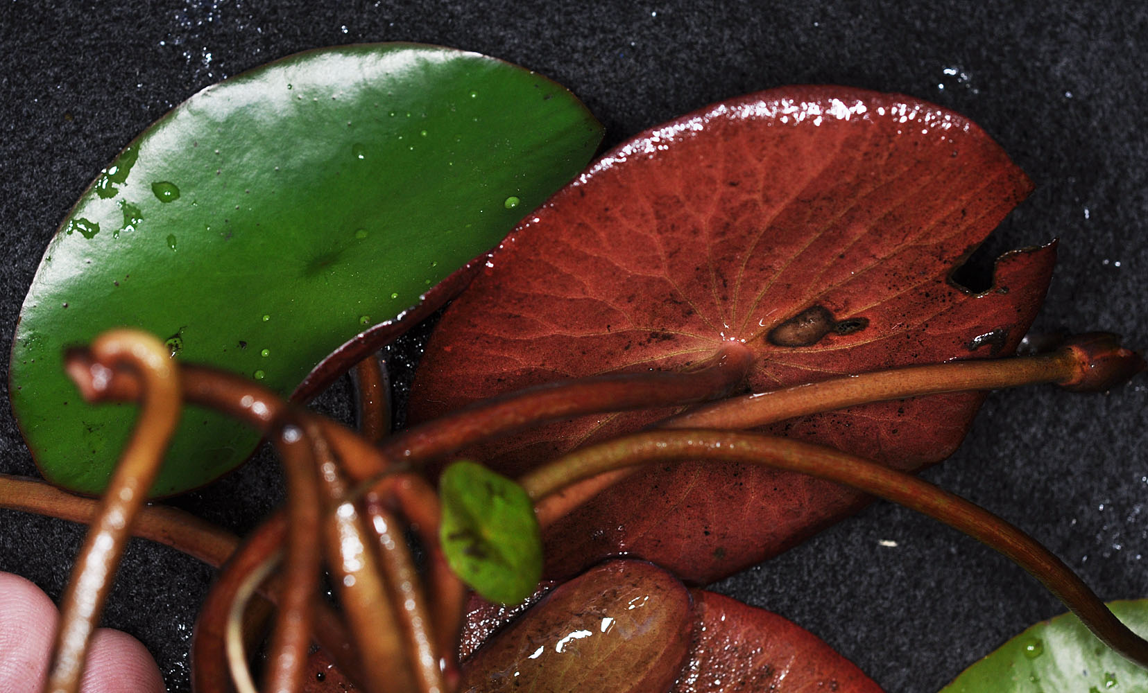  p>莼菜(学名: i>brasenia /i>  i>schreberi /i> j.f.gmel.