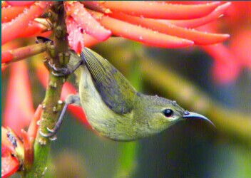  p>叉尾太阳鸟(学名: i>aethopyga latouchii /i>),别称燕尾太阳鸟,是