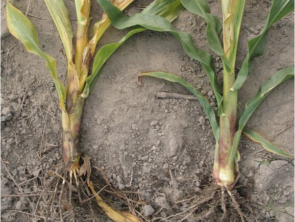 玉米茎腐病