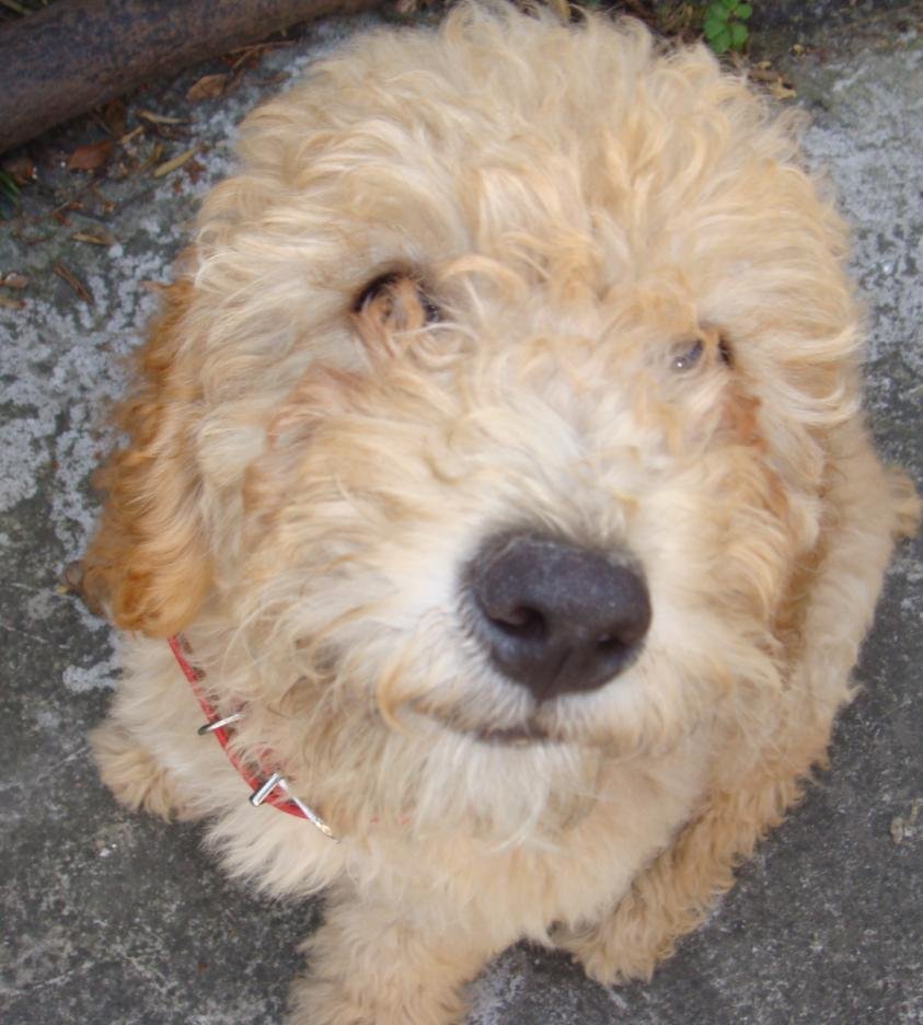 爱尔兰软毛梗是快乐,坚定的狗