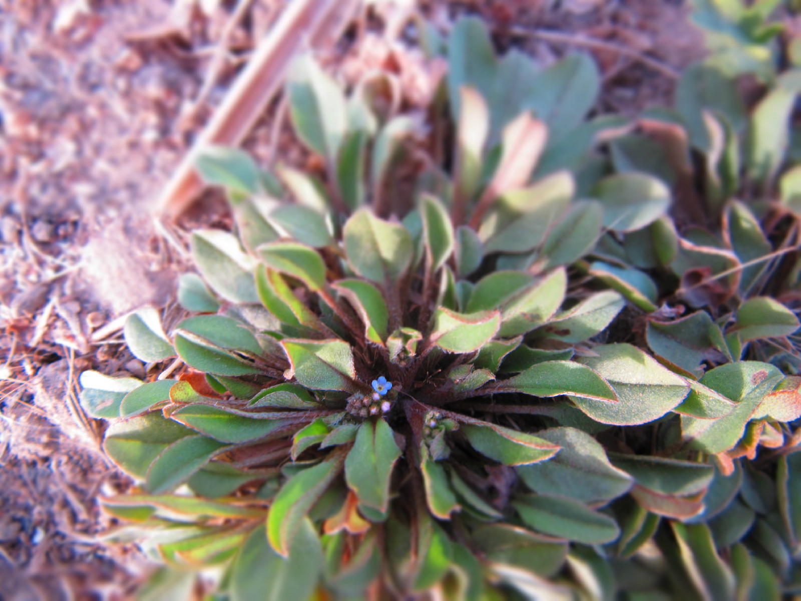  p>附地菜(学名: i>trigonotis peduncularis /i>)为 a href="#" data