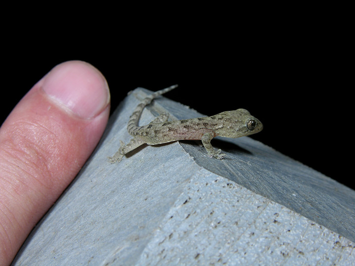  p>铅山壁虎为爬行动物.