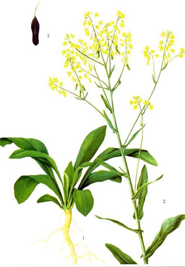  p>长圆果菘蓝,十字花科二年生草本植物,主要产于辽宁,内蒙古,甘肃