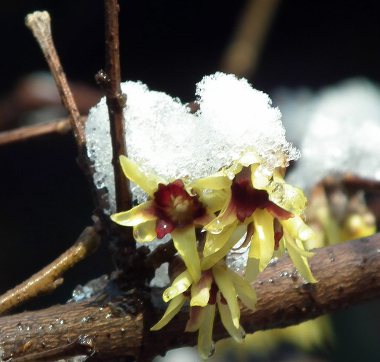  p>狗蝇腊梅为落叶灌木.树干多丛生,为黄褐色.