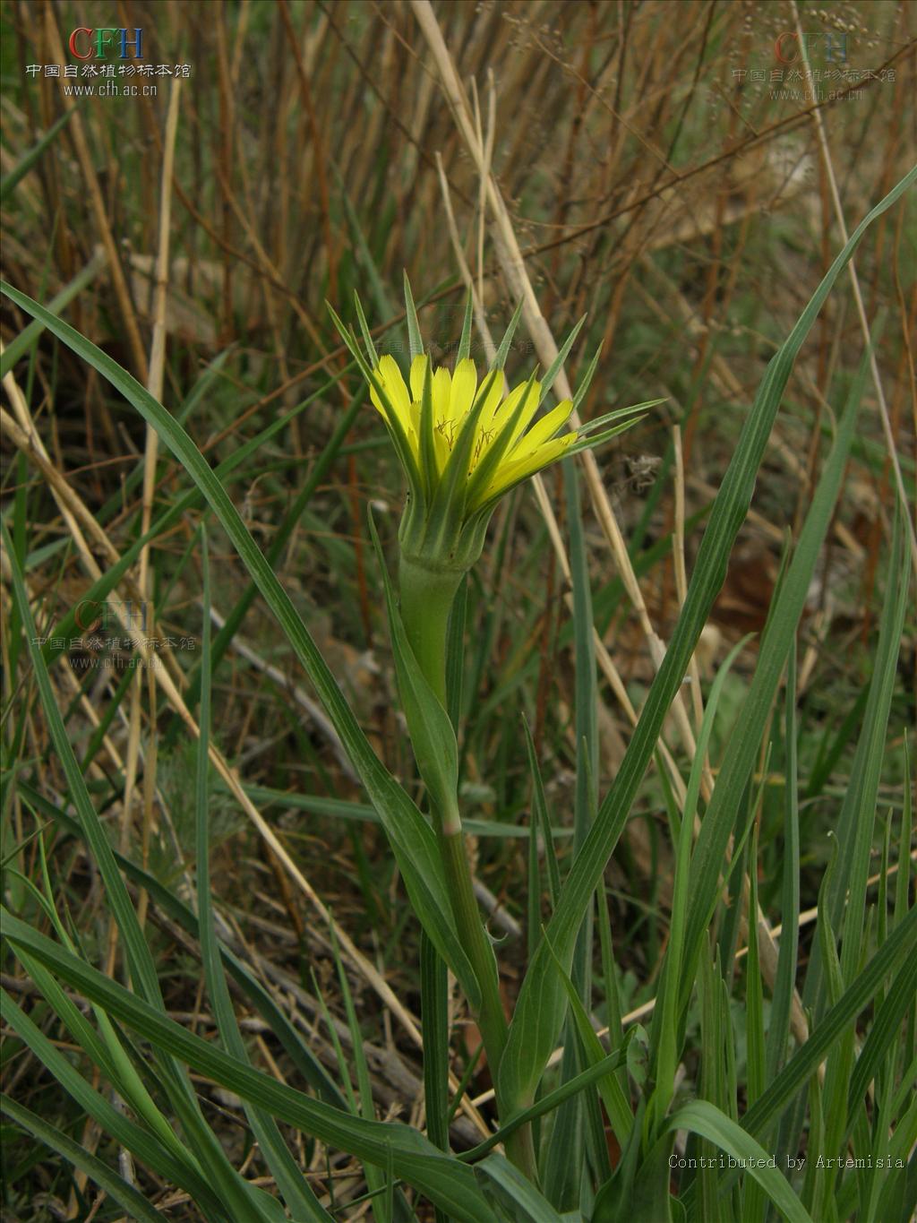 是菊科,婆罗门参属二年生 a target="_blank" href="/item/草本">