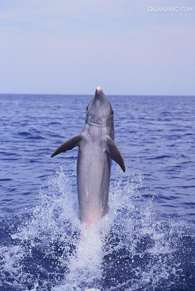 瓶鼻海豚