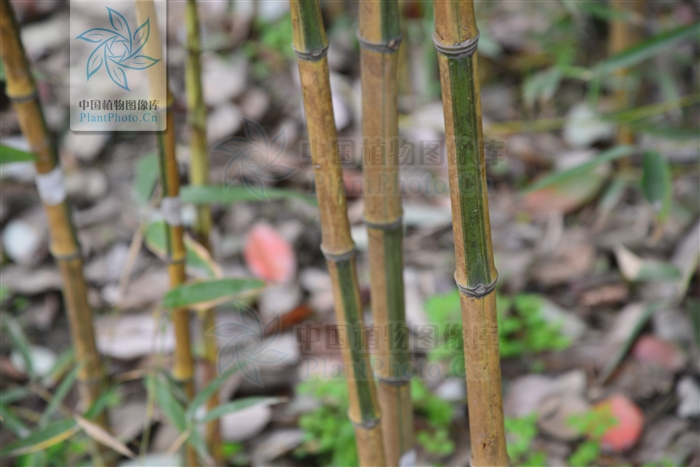  p>黄条早竹,散生竹.秆高7-11m,径4-8cm.节间沟槽为黄色.