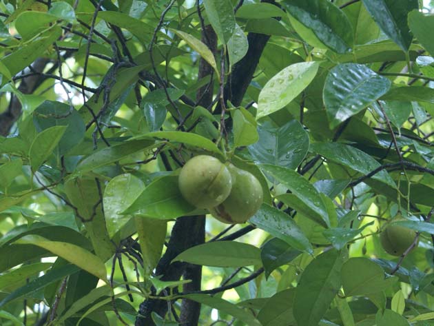  p>肉豆蔻科(myristicaceae): a href="#" data-lemmaid="229183">双