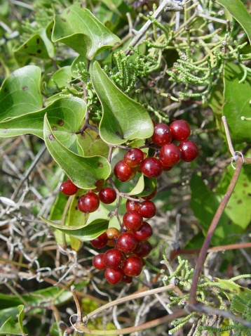 smilax perfoliata