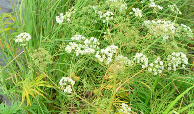  p>毒芹属(学名: i>cicuta /i>&nbsp;l.