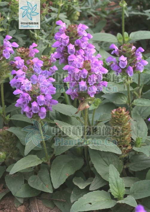 大花夏枯草 百度百科