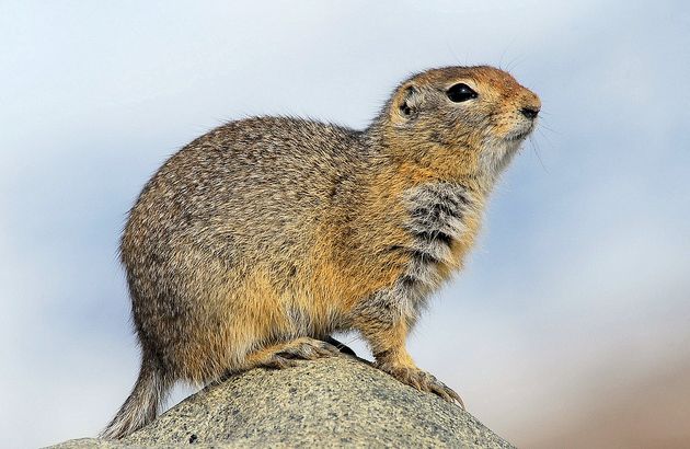 arctic ground squirrel