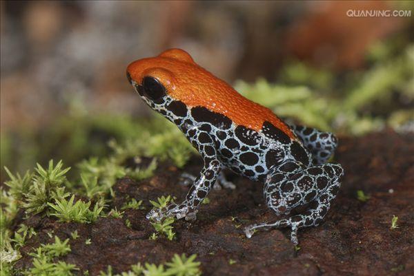 网纹箭毒蛙