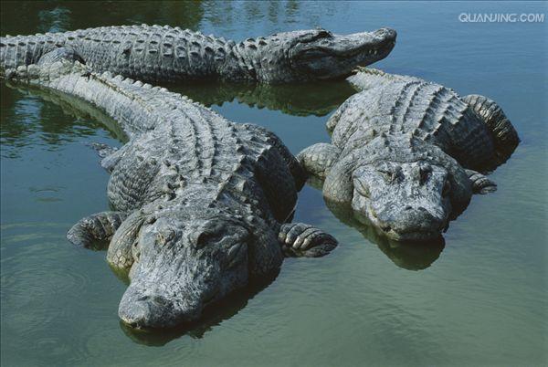 alligator mississippiensis