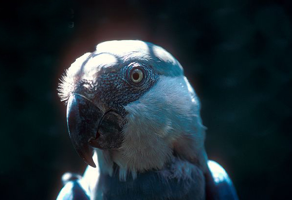 斯皮克斯金刚鹦鹉