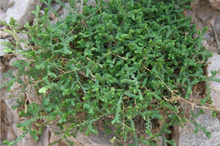  p data-id="txtcg6xiib0u">卷柏,是卷柏科卷柏属土生或石生蕨类植物.