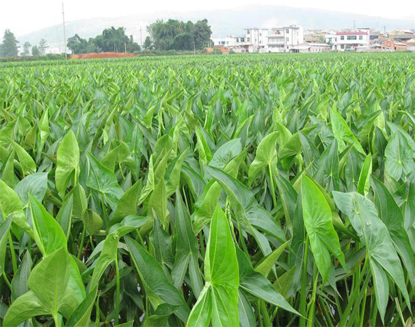  p>浮叶慈菇,又名燕尾草.