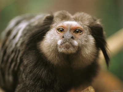  p>黑羽狨是 a href="#" data-lemmaid="807038">狨科 /a> , a href="