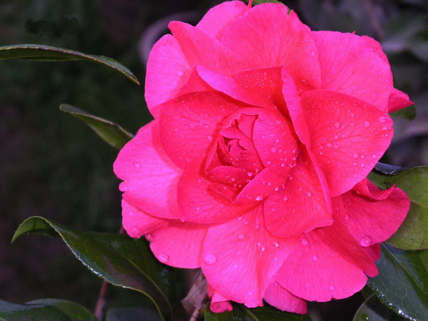  p data-id="gnwm0dj03a">大朱砂是茶花种类的一种,是一种具有高度