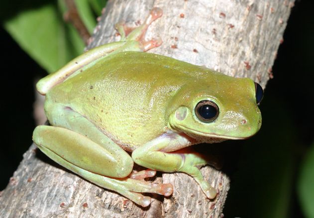  p>澳大利亚绿色雨蛙(学名:litoria caerulea )英文名称 "绿树蛙"