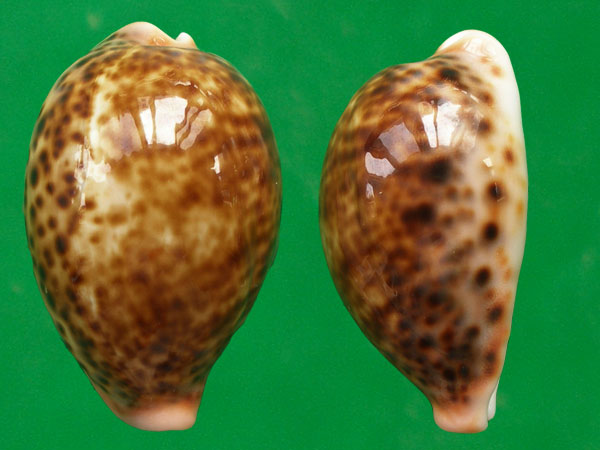  p>花豹宝螺(学名:cypraea pantherina )是 a tar