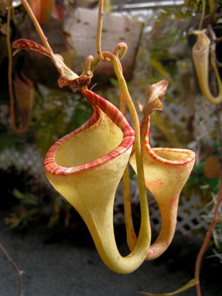  p>艾玛猪笼草( a href="#" data-lemmaid="8074290">学名 /a>