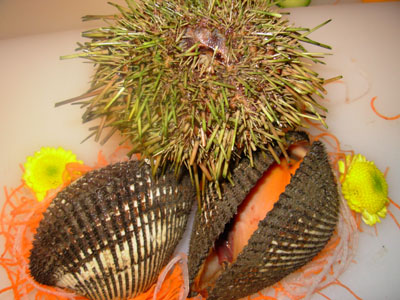  p>海胆类, a href="#" data-lemmaid="416492">棘皮动物 /a>游走亚门