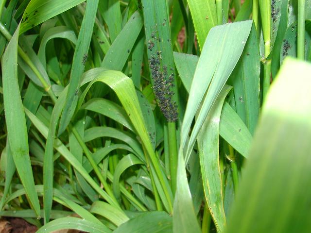  p> a href="#">小麦 /a>蚜虫俗称油虫,腻虫, a href="#" data-lemma