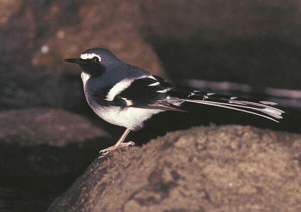 href="#" data-lemmaid="4652090">燕尾 /a>,体长23厘米,雌雄成鸟大体