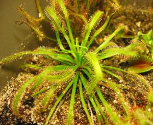  p>好望角毛毡苔(学名:drosera capensis),又名南非茅膏菜,是一种细小