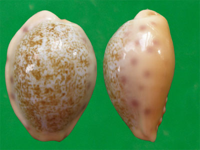  p>科罗巴宝螺(学名:cypraea coloba)是腹足纲宝螺科的 a href="#"