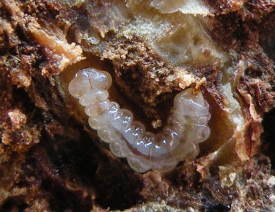  p>合欢吉丁虫属 a target="_blank" href="/i