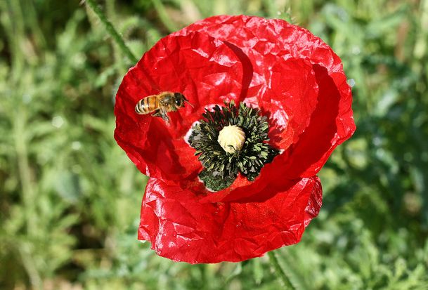 flanders field poppy