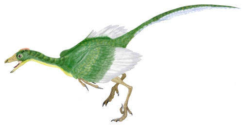始祖鸟(archaeopteryx)