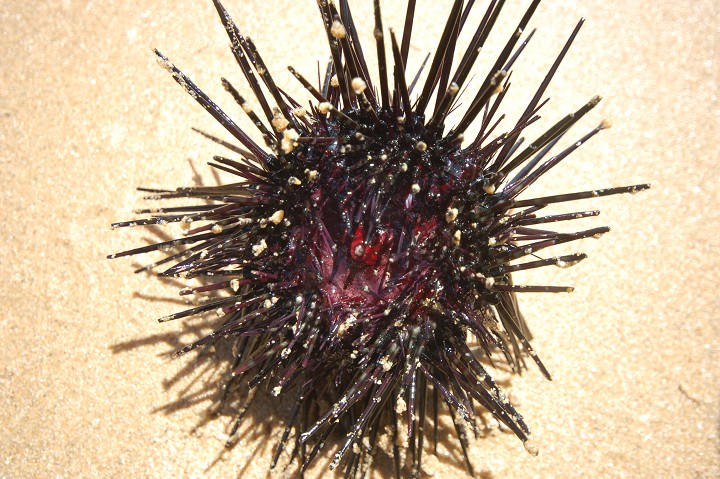  p>海胆类, a href="#" data-lemmaid="416492">棘皮动物 /a>游走亚门