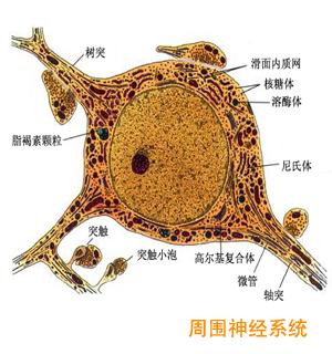  p>在周围与中枢神经系统任何部位上发生损害后都能引起慢性疼痛.