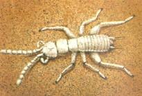 缺翅目是昆虫纲中最小的一个目,也是了解最少的一个目.