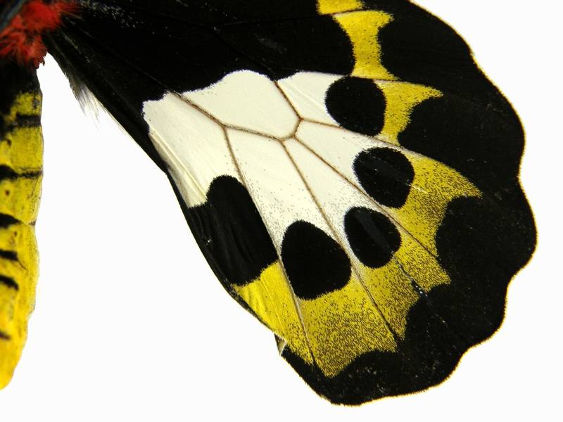  p>极乐鸟翼凤蝶(学名:ornithoptera meridionalis)属鳞翅目凤蝶科 a