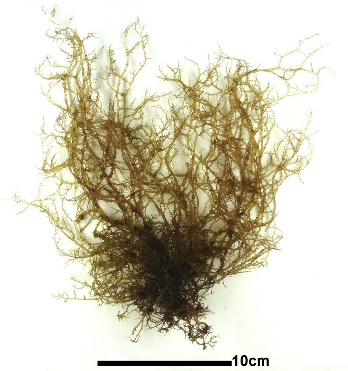 长枝沙菜