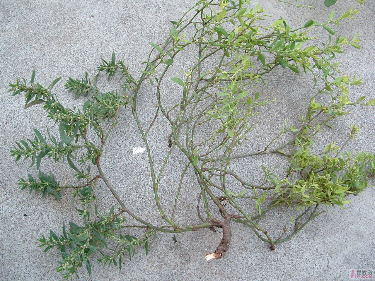 茎平卧,上升或直立,自基部多分枝,具纵棱;叶圆形,狭椭圆形或披针形