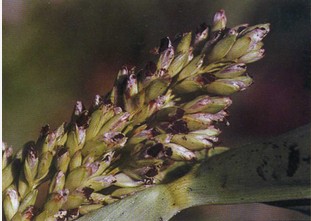  p>高粱坚黑粉病为害症状穗期显症,病株不矮化,为害穗部,只侵染子房