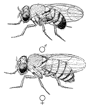  p>黑腹果蝇 ( i>drosophila melanogaster /i>) 是被人类研究得最